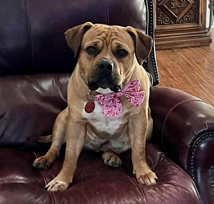 Photo of Dutchess