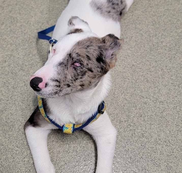 Photo of Ulti (PA) Happy Puppy!
