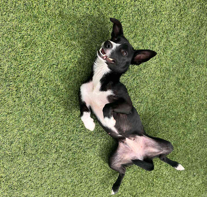 Photo of Deedee
