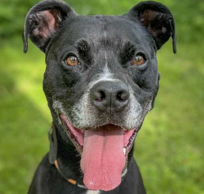 Photo of Rufus