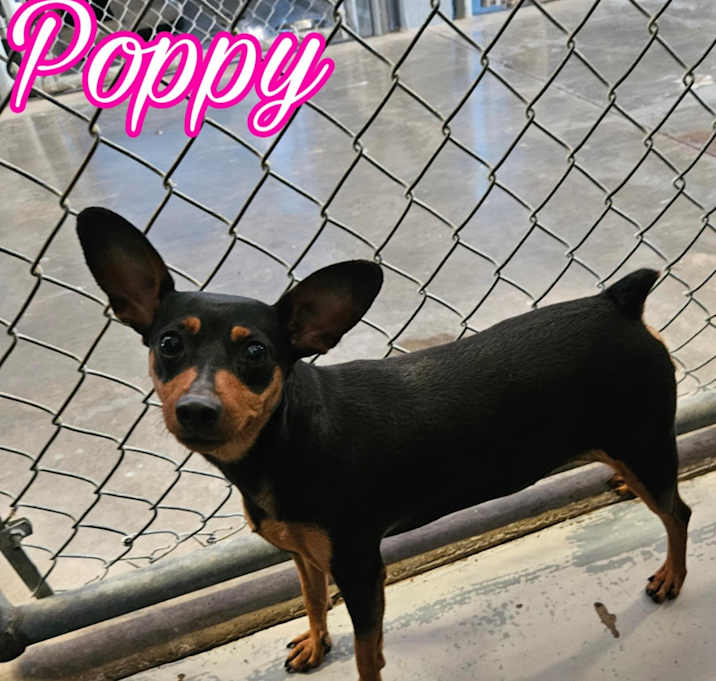 Photo of Poppy