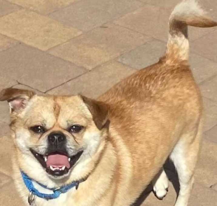 Photo of Louie