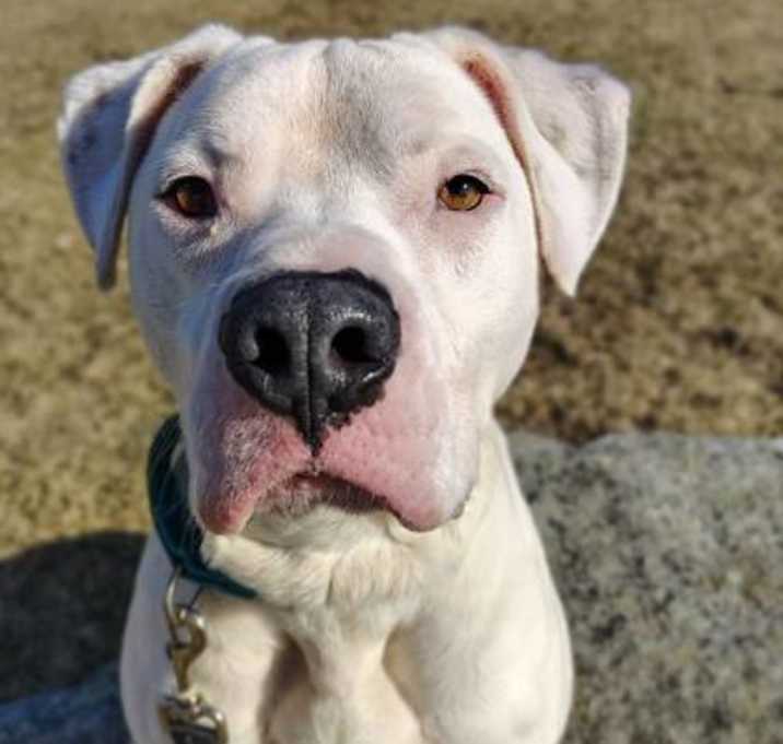 Photo of Mojo