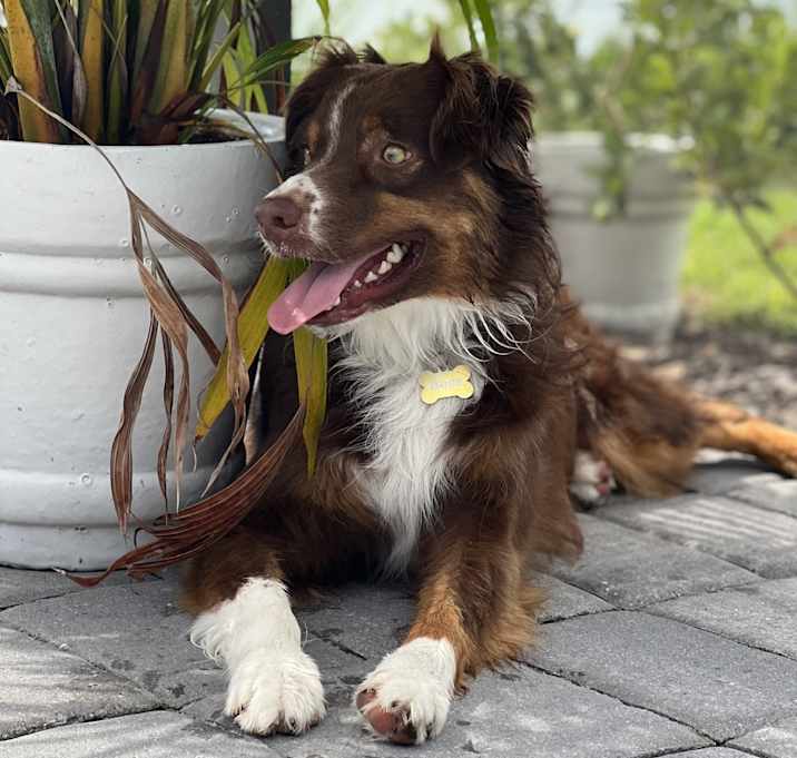 Photo of Bear