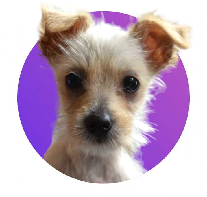 Photo of Biscuit 
