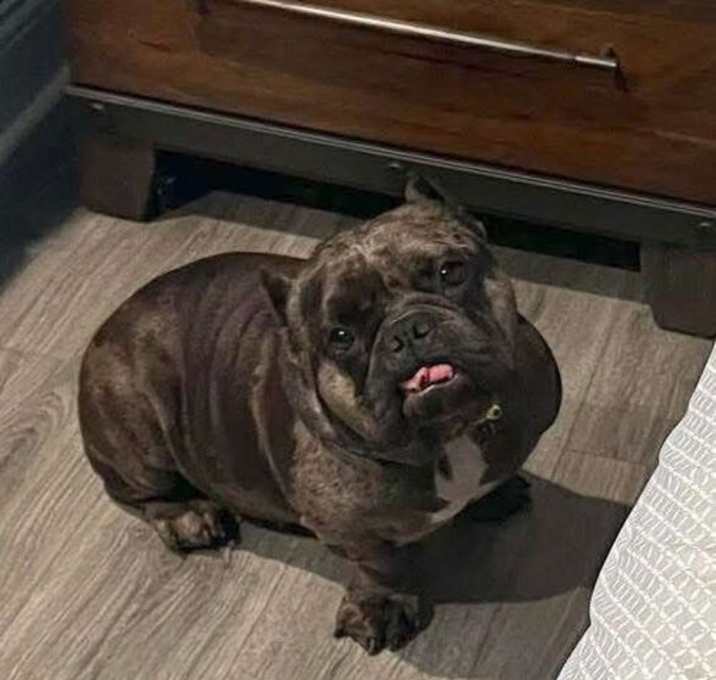 Photo of Fendi Gremlin