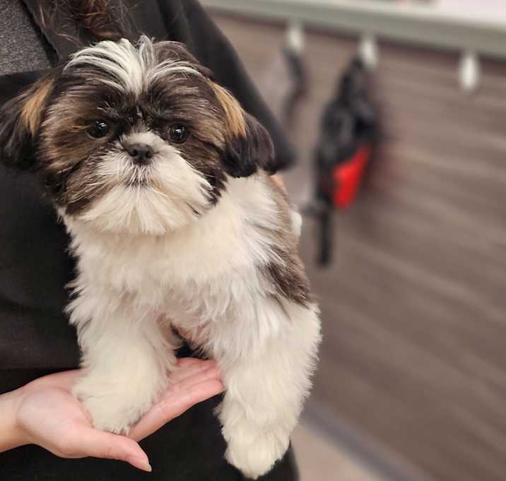 Photo of Nova