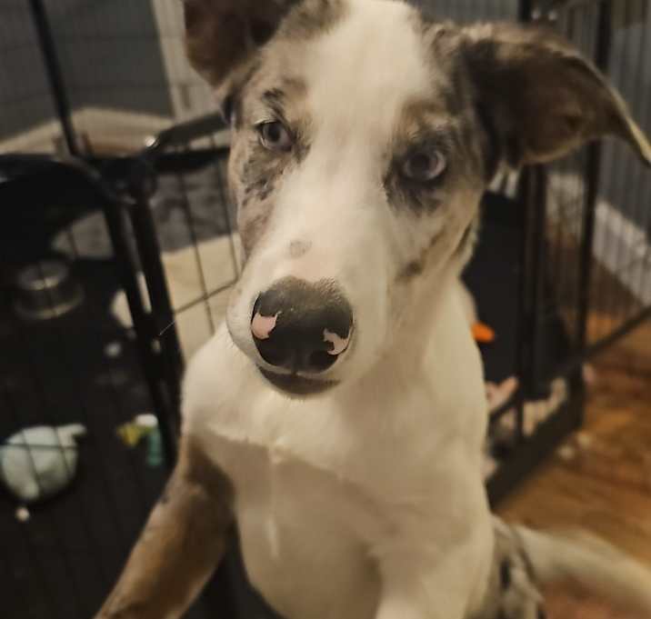 Photo of Volt (NC) Smart boy!