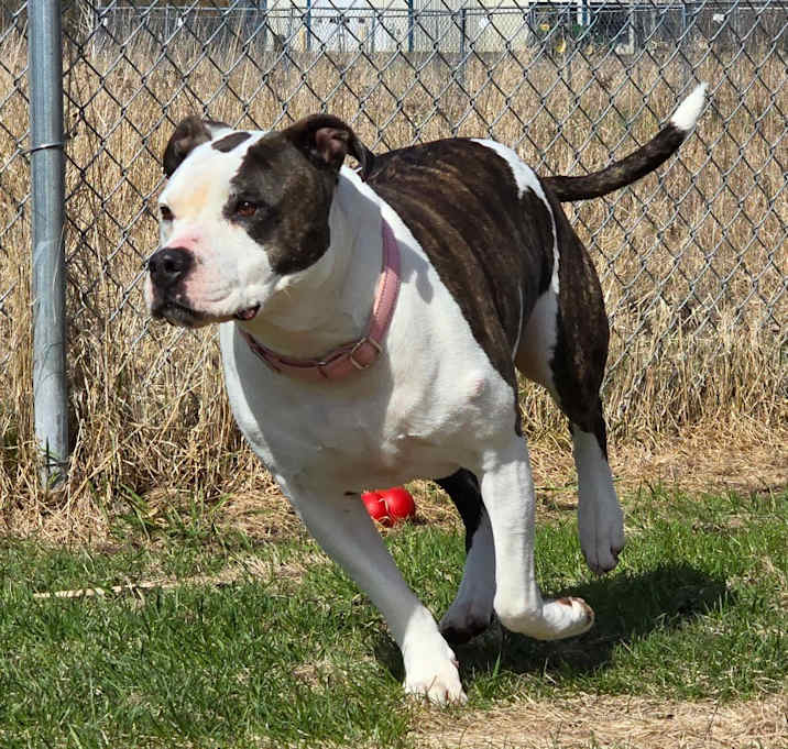 Photo of Whiskey