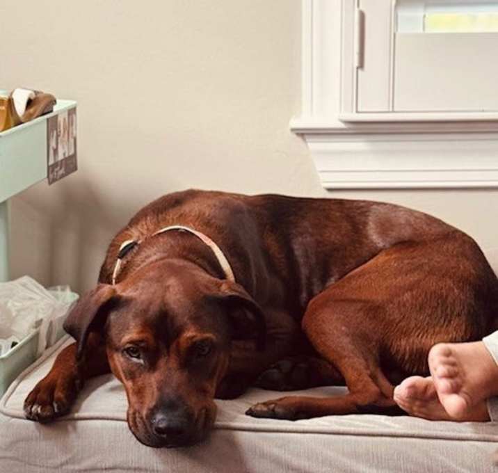 Photo of Baxter