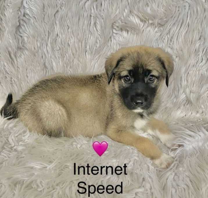Photo of Internet Speed