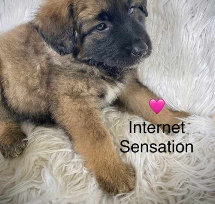 Photo of Internet Sensation