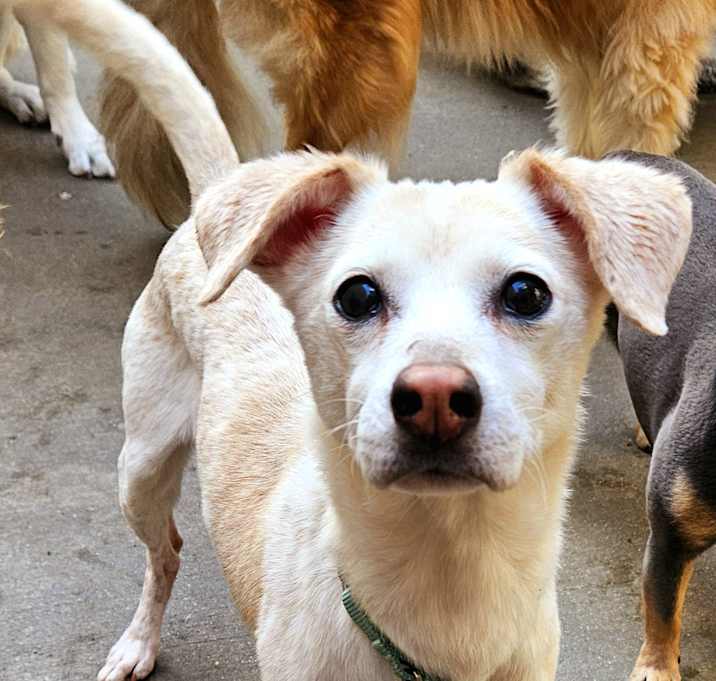 Photo of Penny (shy,sensitive senior!)