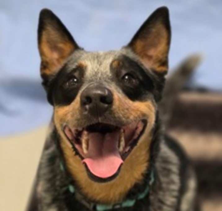 Photo of Bluey