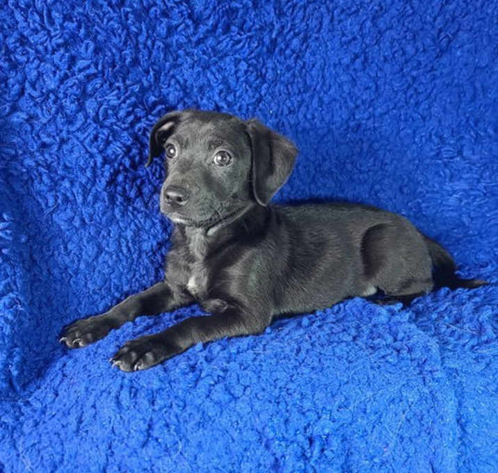 Photo of Omar(5lbs)