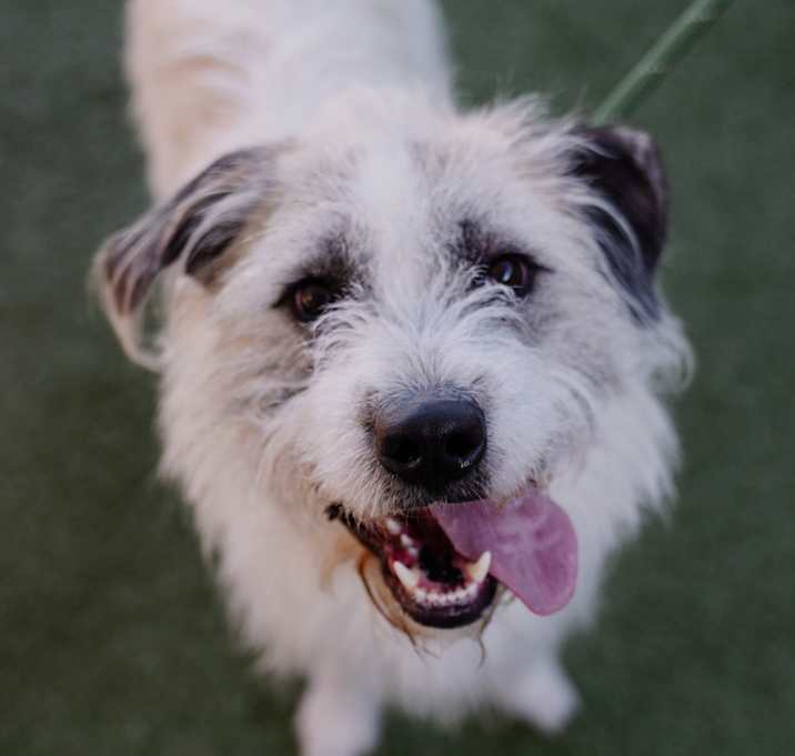 Photo of Petey