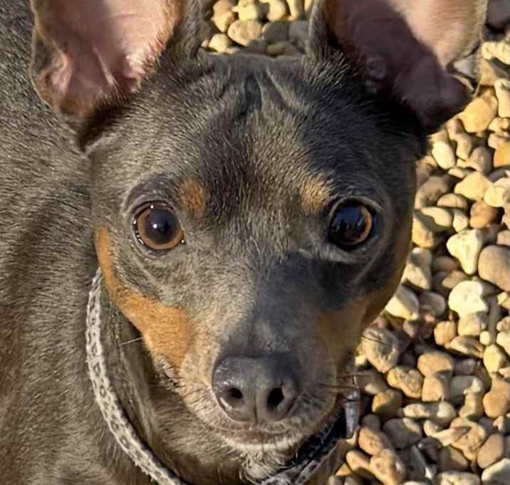 Photo of Whiskey