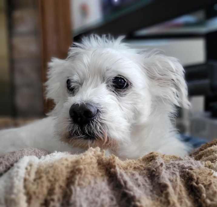 Photo of Teddy (NY) has vision