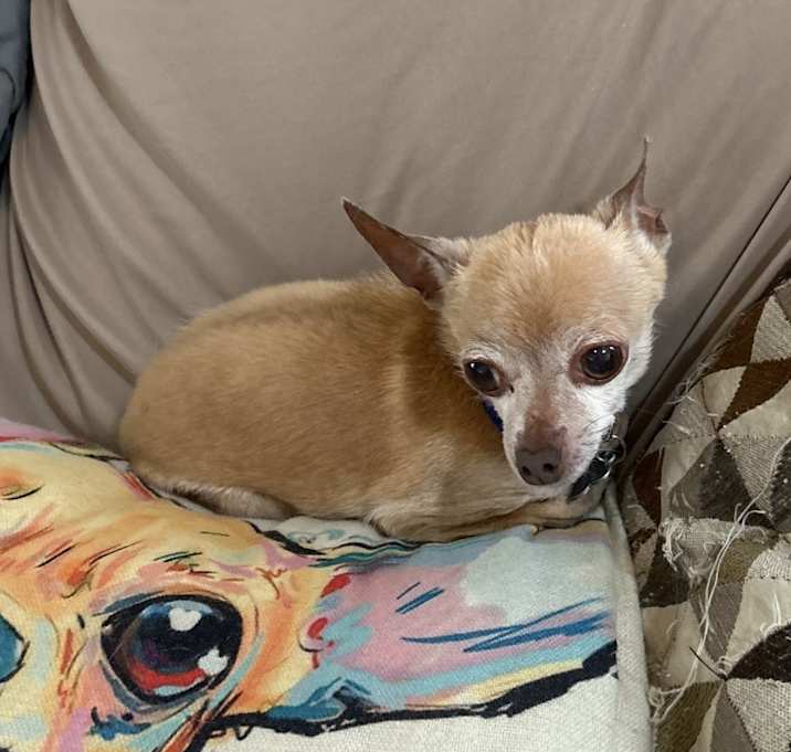 Photo of Tito