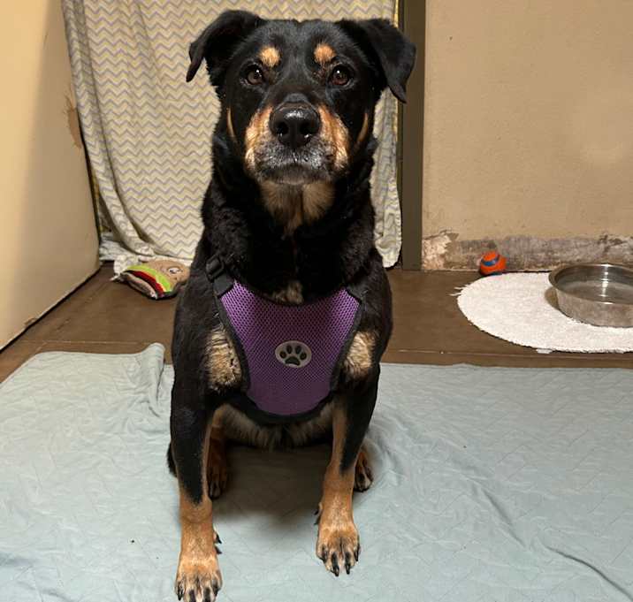 Photo of Bella - Loves People & Dogs! Adopt $50!