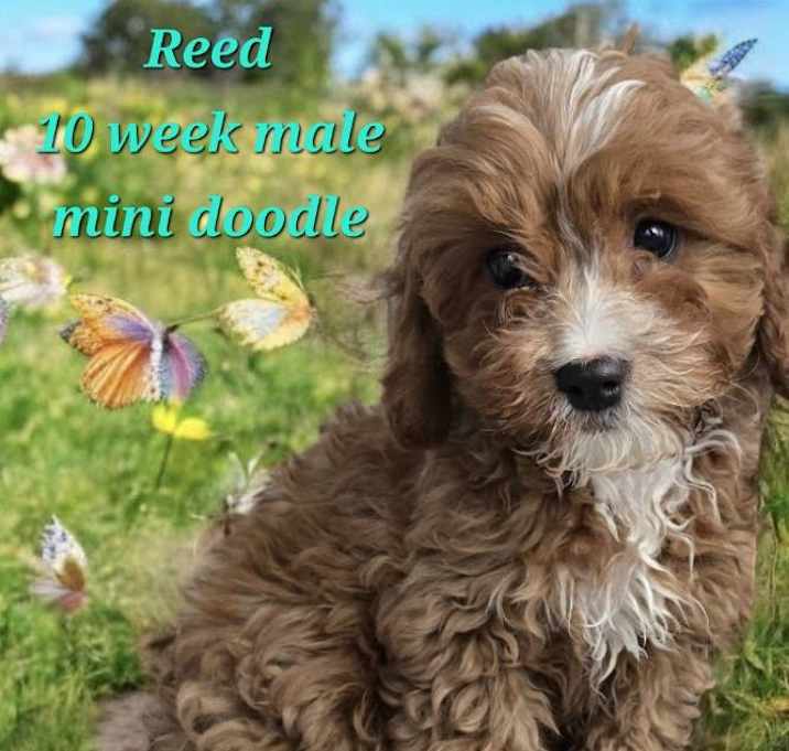 Photo of Reed