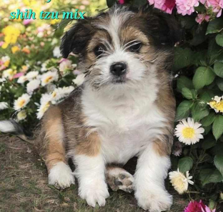 Photo of Pansy