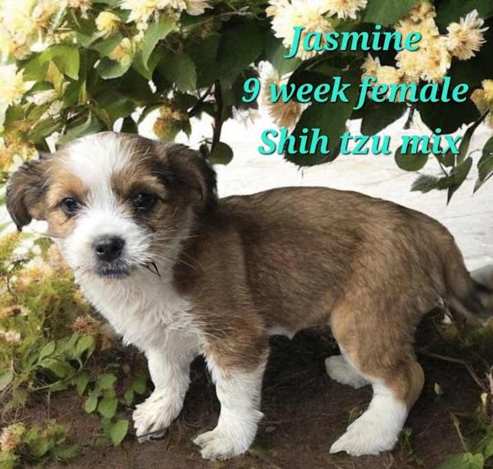 Photo of Jasmine