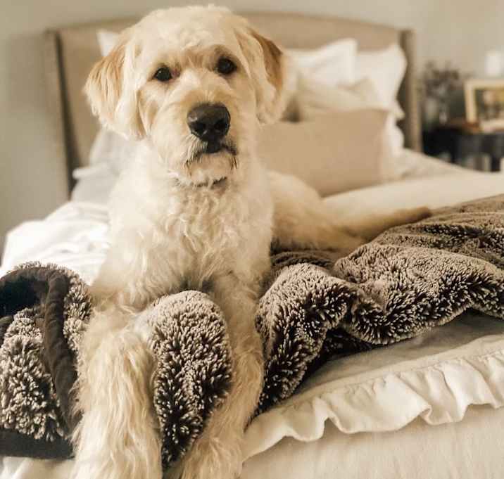Photo of Chewy