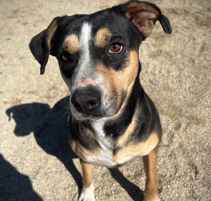 Photo of Bailey 