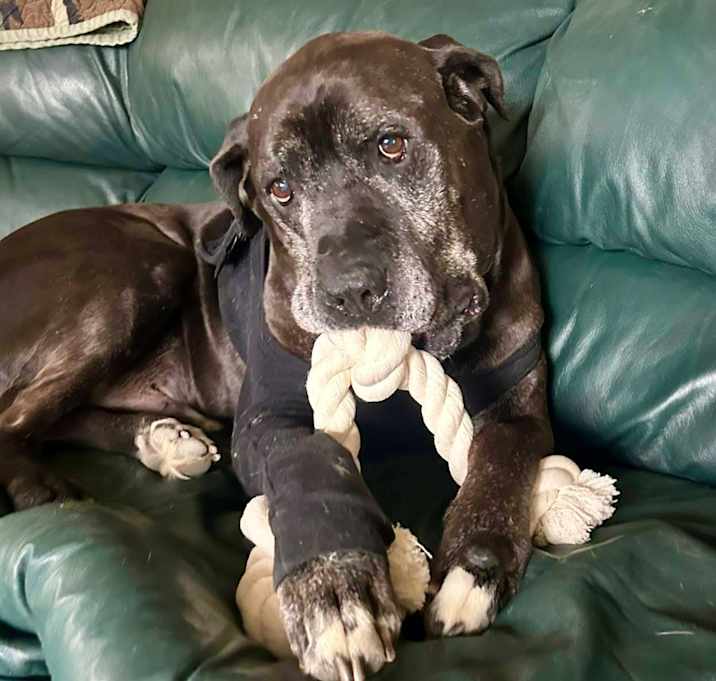 Photo of D.O.G.