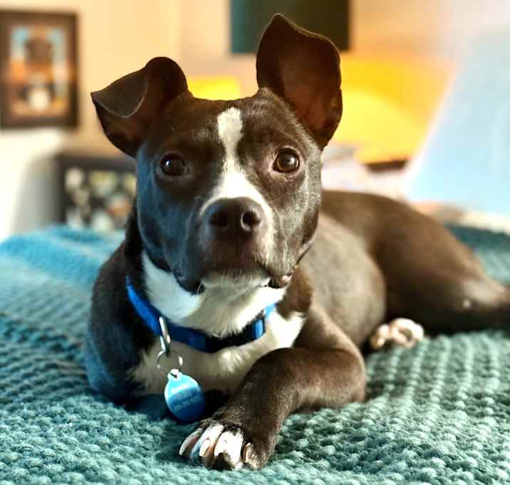 Photo of Tangelo