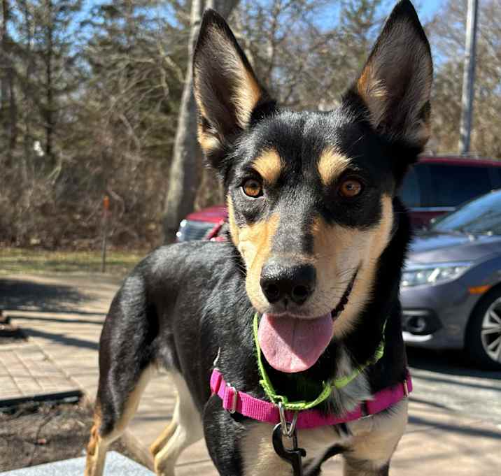 Photo of Fancy