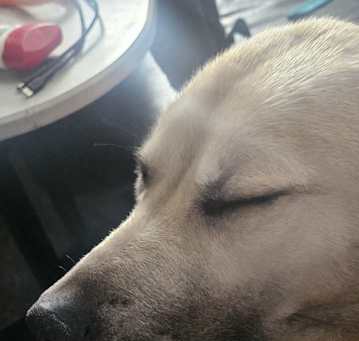 Photo of Dahlia