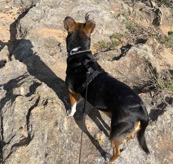 Photo of Sage