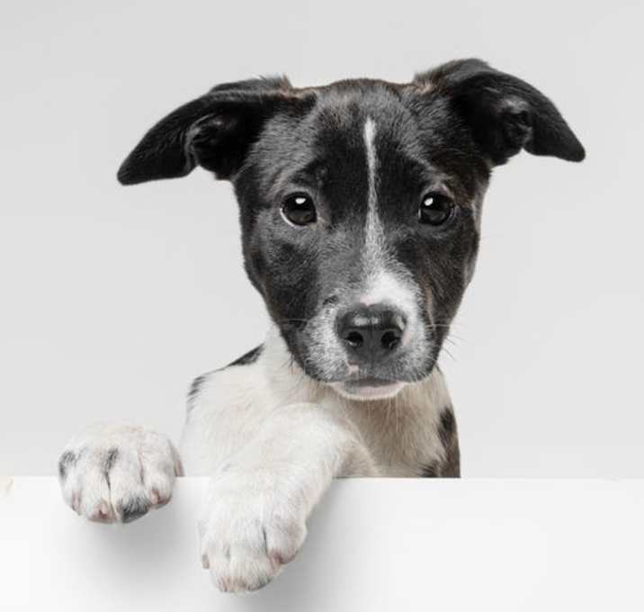 Photo of Domino - M