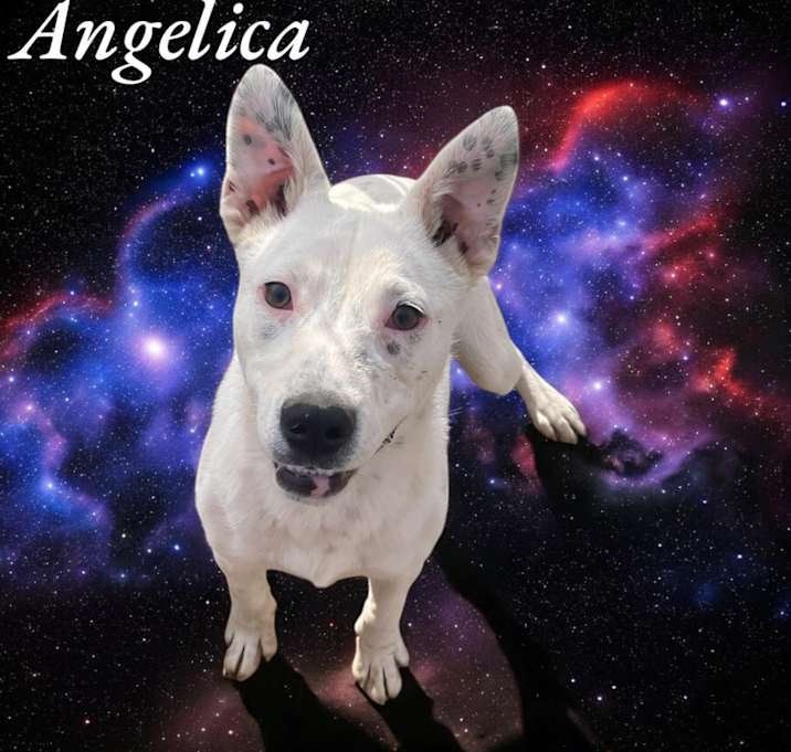 Photo of Angelica