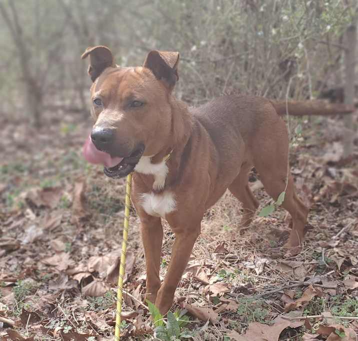 Photo of Moose