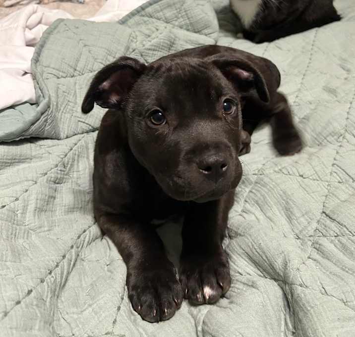 Photo of Puppy Kendrick