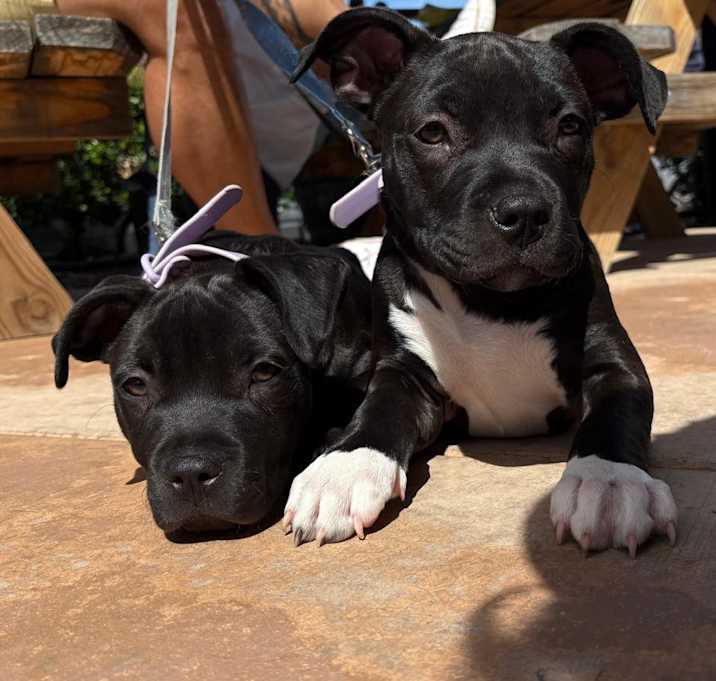 Photo of Puppy Mariah