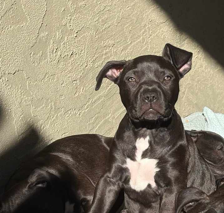 Photo of Puppy Aaliyah