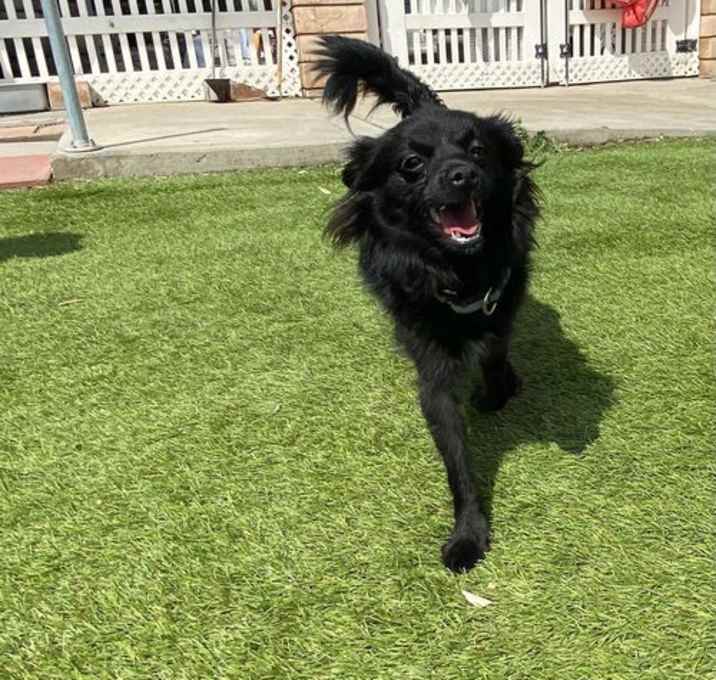 Photo of Bing