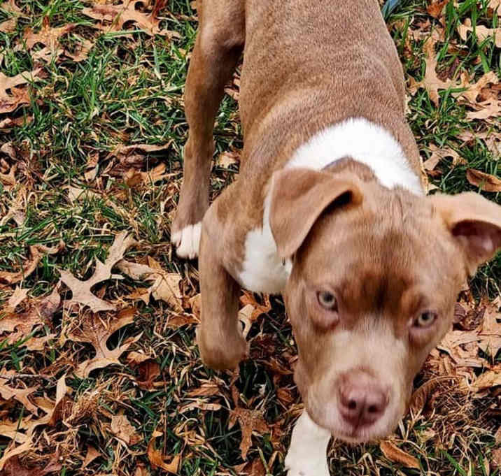 Photo of Goose