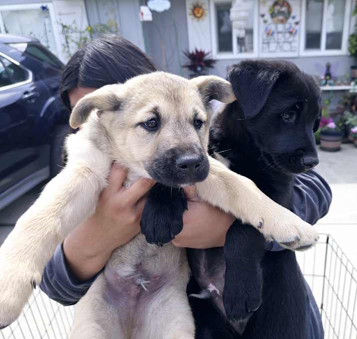 Photo of lab mix male puppies