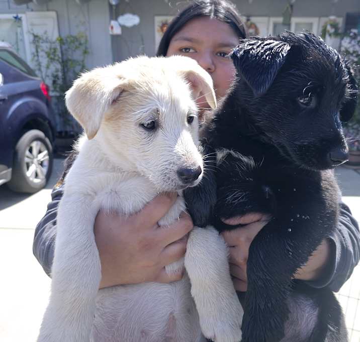 Photo of lab mix female puppies