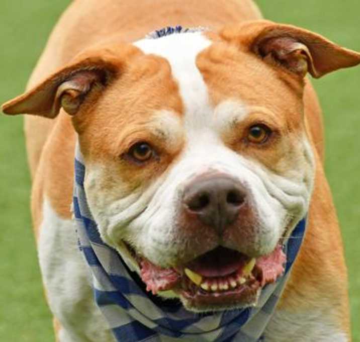 Photo of Brahma
