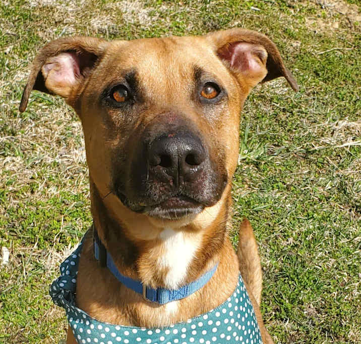 Photo of Dobby