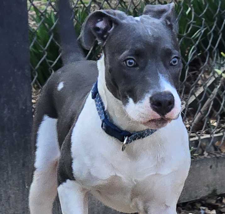 Photo of Blue Boy