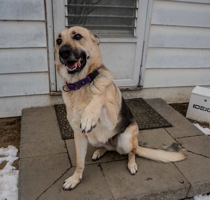 Photo of Dolly