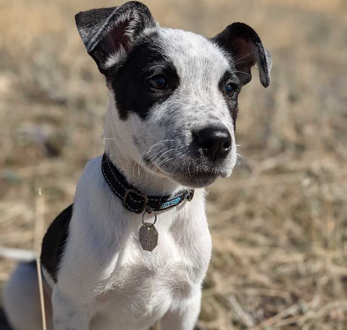 Photo of Pita