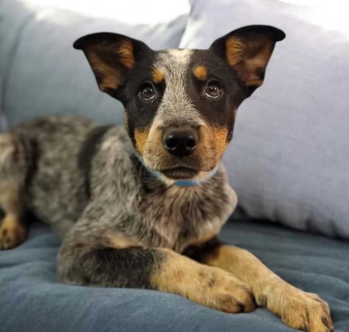 Photo of Ada Girl